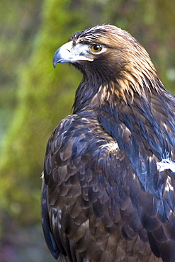 Captive adult golden eagle (Aquila chrysaetos)at the raptor rehabilitation center just outside of Sitka, Southeast Alaska, USA. Pacific Ocean.