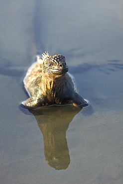 Early morning light reflected on a brackish lagoon near Cerro Dragon (Dragon Hill) on Santa Cruz Island