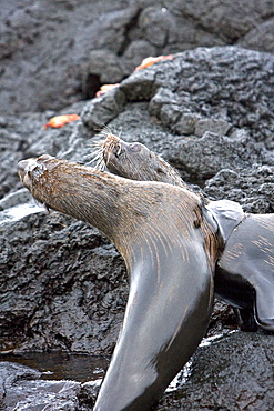 Adult male Galapagos fur seals (Arctocephalus galapagoensis) mock-fighting on lava flow of Santiago Island in the Galapagos Island Archipelago, Ecuador