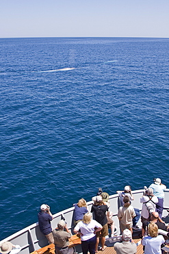 Whale watchers on the Lindblad ship National Geographic Sea Bird with adult blue whales (Balaenoptera musculus), Gulf of California (Sea of Cortez), Mexico