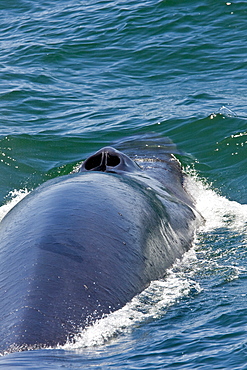 Adult fin whale (Balaenoptera physalus) surfacing near Isla Carmen in the lower Gulf of California (Sea of Cortez), Mexico