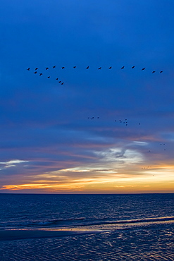 A flock of cormorants at sunrise in Bahia Magdalena on the Pacific side of the Baja Peninsula, Baja California Sur, Mexico.