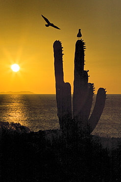 Sunrise over cardon cactus with gulls from Isla San Esteban in the midriff region of Gulf of California (Sea of Cortez), Baja California Norte, Mexico.