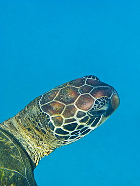 Adult green sea turtle (Chelonia mydas) in the protected marine sanctuary at Honolua Bay on the northwest side of the island of Maui, Hawaii, USA