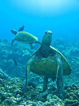 Adult green sea turtle (Chelonia mydas) in the protected marine sanctuary at Honolua Bay on the northwest side of the island of Maui, Hawaii, USA