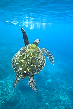 A snorkeler and a green sea turtle (Chelonia mydas) in the protected marine sanctuary at Honolua Bay on the northwest side of the island of Maui, Hawaii, USA