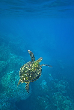 Adult green sea turtle (Chelonia mydas) in the protected marine sanctuary at Honolua Bay on the northwest side of the island of Maui, Hawaii, USA