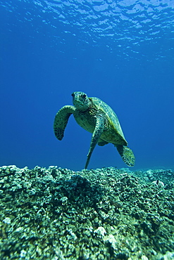 Adult green sea turtle (Chelonia mydas) in the protected marine sanctuary at Honolua Bay on the northwest side of the island of Maui, Hawaii, USA