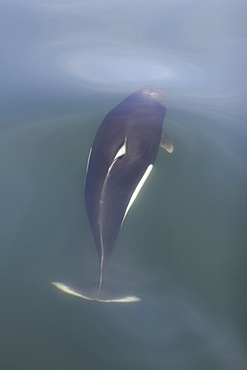 Adult Dall's porpoise (Phocoenoides dalli) surfacing in Chatham Strait, Southeast Alaska, USA