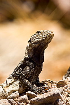 San Esteban spiny-tailed iguana (Ctenosaura conspicuosa), an endemic iguana found only on Isla San Esteban in the Gulf of California (Sea of Cortez), Mexico