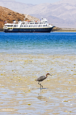 Adult reddish egret (Egretta rufescens) hunting for small fish in the shallow waters of Puerto Don Juan in the upper Gulf of California (Sea of Cortez), Baja California Norte, Mexcio