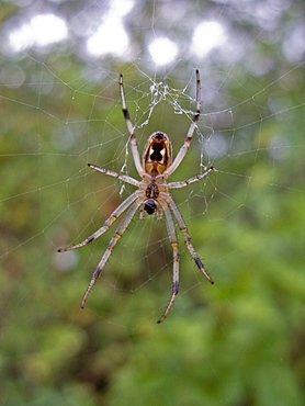 Spider suspended in its web from the Galapagos Islands archipeligo, Ecuador. Pacific Ocean.