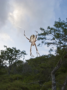 Spider suspended in its web from the Galapagos Islands archipeligo, Ecuador. Pacific Ocean.