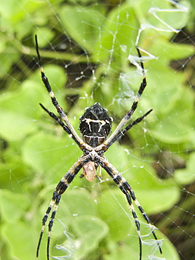 Spider suspended in its web from the Galapagos Islands archipeligo, Ecuador. Pacific Ocean.