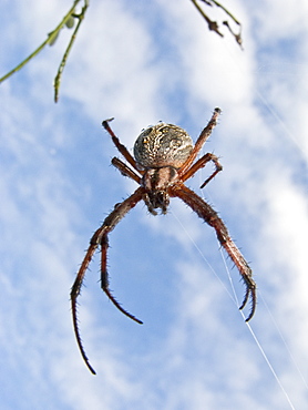 Close-up spider detail from the Galapagos Islands archipeligo, Ecuador. Pacific Ocean.