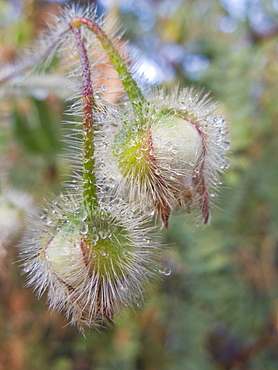 Early morning dew on plants from the Galapagos Islands archipeligo, Ecuador. Pacific Ocean.