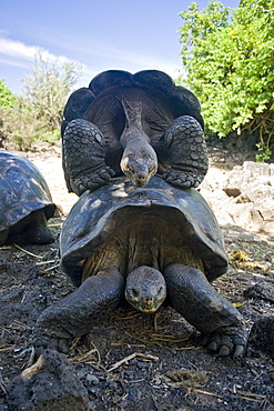 Two adult captive Galapagos giant tortoise (Geochelone elephantopus) at the Charles Darwin Research Station on Santa Cruz Island in the Galapagos Island Archipelago, Ecuador