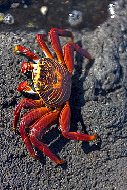 Sally lightfoot crab (Grapsus grapsus) in the litoral of the Galapagos Island Archipelago, Ecuador