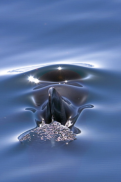 A pod of 40 to 50 short-finned pilot whales (Globicephala macrorhynchus) encountered southwest of Isla San Pedro Martir, Gulf of California (Sea of Cortez), Baja California Norte, Mexico