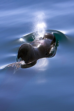 A pod of 40 to 50 short-finned pilot whales (Globicephala macrorhynchus) encountered southwest of Isla San Pedro Martir, Gulf of California (Sea of Cortez), Baja California Norte, Mexico