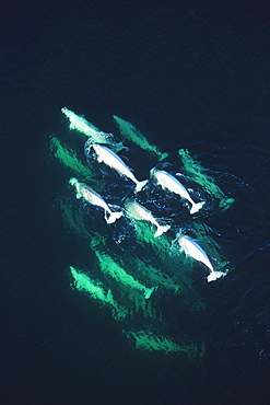 Aerial view of beluga whale pod in the Churchill River near Hudson Bay, Manitoba, Canada.