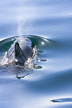 A pod of 40 to 50 short-finned pilot whales (Globicephala macrorhynchus) encountered southwest of Isla San Pedro Martir, Gulf of California (Sea of Cortez), Baja California Norte, Mexico