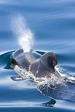 A pod of 40 to 50 short-finned pilot whales (Globicephala macrorhynchus), Gulf of California (Sea of Cortez), Baja California Norte, Mexico