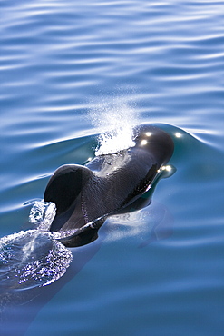 A pod of 40 to 50 short-finned pilot whales (Globicephala macrorhynchus) encountered southwest of Isla San Pedro Martir, Gulf of California (Sea of Cortez), Baja California Norte, Mexico