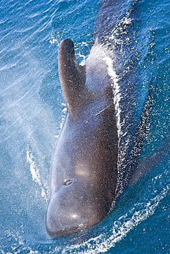 A pod of 40 to 50 short-finned pilot whales (Globicephala macrorhynchus), Gulf of California (Sea of Cortez), Baja California Norte, Mexico