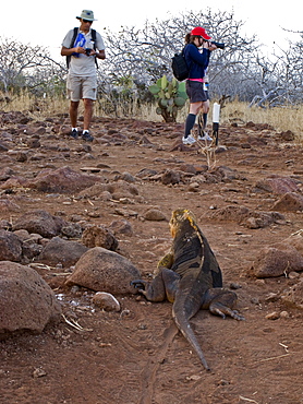 Lindblad Expeditions Guests and guide encounter a land iguana on the trail on North Seymour Island in the Galapagos Island Archipeligo, Ecuador. No model releases.