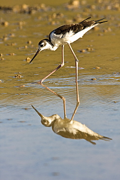 Adult black-necked stilt (Himantopus mexicanus) wading and feeding in a brackish water lagoon at Punta Cormorant on Floreana Island, Galapagos, Ecuador. Pacific Ocean.