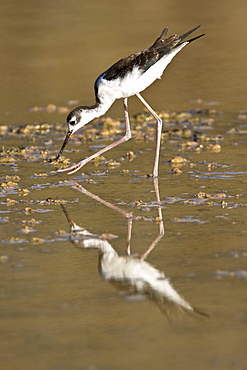 Adult black-necked stilt (Himantopus mexicanus) wading and feeding in a brackish water lagoon at Punta Cormorant on Floreana Island, Galapagos, Ecuador. Pacific Ocean.