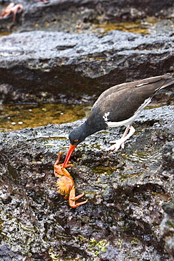 An adult American oystercatcher (Haematopus ostralegus) hunting for Sally lightfoot (Grapsus grapsus) crabs, Bartolome Island, Galapagos Island Group, Ecuador