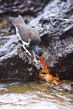 An adult American oystercatcher (Haematopus ostralegus) hunting for Sally lightfoot (Grapsus grapsus) crabs, Bartolome Island, Galapagos Island Group, Ecuador