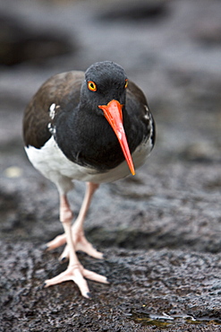 An adult American oystercatcher (Haematopus ostralegus) hunting for Sally lightfoot (Grapsus grapsus) crabs, Bartolome Island, Galapagos Island Group, Ecuador