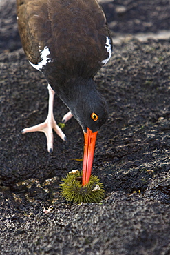 An adult American oystercatcher (Haematopus ostralegus) exposed urchins on the low tide along the shoreline on Bartolome Island in the Galapagos Island Group, Ecuador. Pacific Ocean.