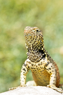 Lava lizard (Microlophus spp) in the Galapagos Island Archipeligo. Many of the islands within the Galapagos Island Archipeligo have their own endemic species.