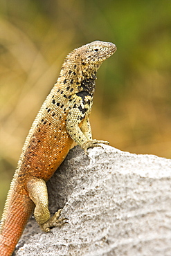 Lava lizard (Microlophus spp) in the Galapagos Island Archipeligo. Many of the islands within the Galapagos Island Archipeligo have their own endemic species.