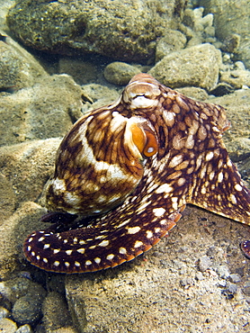 An adult day or Cyanea octopus (Octopus cyanea) changing color and texture in the marine preserve at Honolua Bay on the northwest side of Maui, Hawaii, USA. Pacific Ocean