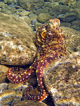 An adult day or Cyanea octopus (Octopus cyanea) changing color and texture in the marine preserve at Honolua Bay on the northwest side of Maui, Hawaii, USA. Pacific Ocean