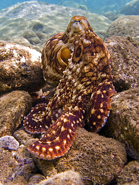 An adult day or Cyanea octopus (Octopus cyanea) changing color and texture in the marine preserve at Honolua Bay on the northwest side of Maui, Hawaii, USA. Pacific Ocean