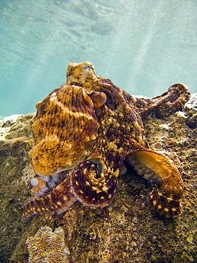 An adult day or Cyanea octopus (Octopus cyanea) changing color and texture in the marine preserve at Honolua Bay on the northwest side of Maui, Hawaii, USA. Pacific Ocean