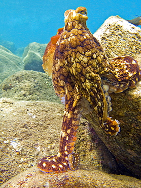 An adult day or Cyanea octopus (Octopus cyanea) changing color and texture in the marine preserve at Honolua Bay on the northwest side of Maui, Hawaii, USA. Pacific Ocean