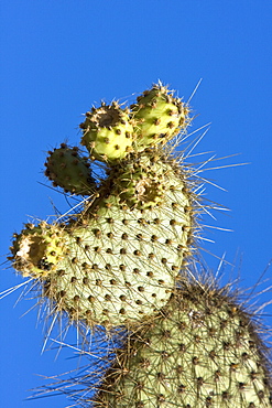 Intruiging and whimsical shapes and patterns in the giant Opuntia cactus (Opuntia echios) of the Galapagos Island Group. This cacti is endemic to the Galapagos Islands.