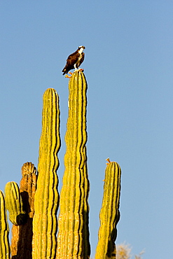 Adult osprey (Pandion haliaetus) on cardon cactus on Isla Angel de la Guarda in the upper Gulf of California (Sea of Cortez) Baja California Norte, Mexico.    (rr)