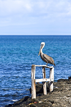 Adult brown pelican (Pelecanus occidentalis) on Cerro Dragon Island in the Galapagos Island Group, Ecuador. Pacific Ocean.