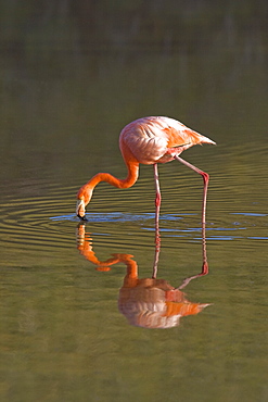 Greater flamingo (Phoenicopterus ruber) foraging for small pink shrimp (Artemia salina), Galapagos Island Archipelago, Ecuador