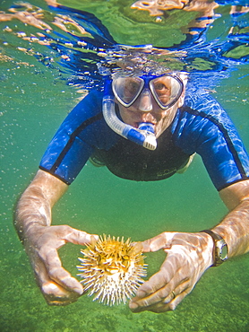 A snorkeler with a young balloonfish (Diodon holocanthus) puffed up in a state of agitation on Isla Monseratte in the lower Gulf of California (Sea of Cortez), Baja California Sur, Mexico.