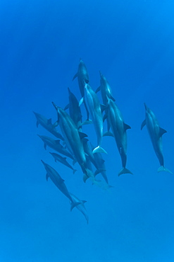 Hawaiian Spinner Dolphin pod (Stenella longirostris) underwater in Honolua Bay off the northwest coast of Maui, Hawaii, USA, Pacific Ocean