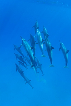 Hawaiian Spinner Dolphin pod (Stenella longirostris) underwater in Honolua Bay off the northwest coast of Maui, Hawaii, USA, Pacific Ocean